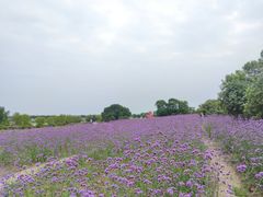 -西京湾花海