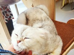 -飞行喵MR PILOT|猫舍·猫咖(静安大融城店)