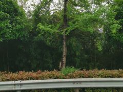 -铁山坪森林公园