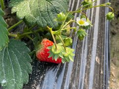 -胜丰草莓采摘园