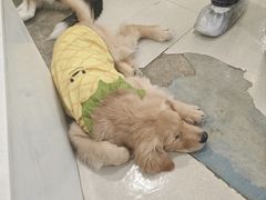 -共舞时光猫咖·狗咖(新街口店)