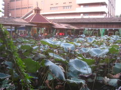 IMG_9452-荷香居(洞企石路店)