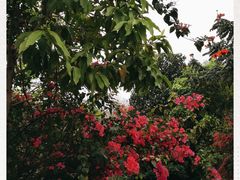 -云溪植物园