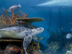 -上海海洋水族馆