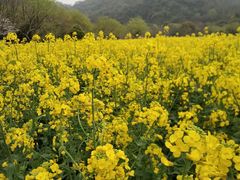 -西湖风景区-江洋畈生态公园