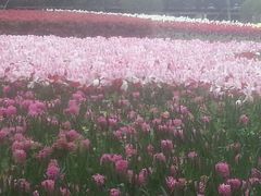 android_upload_pic-上海鲜花港