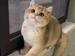 -欣宠猫屋·矮脚拿破仑·蓝金金渐层