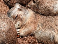 -Zoolung Zoolung动物主题公园(海信广场店)