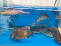 -一品江南韵·淮扬菜