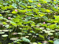 -荔湾湖公园