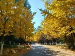 -长白岛森林公园