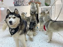 -Husky Go!哈士奇体验馆·宠物咖啡厅狗咖