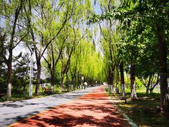 -大兴滨河森林公园