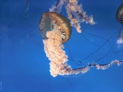 -太平洋海底世界