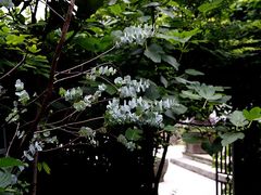 -植觉