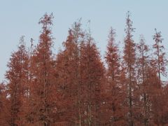 -白鹭湾湿地公园