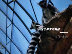 -北京野生动物园