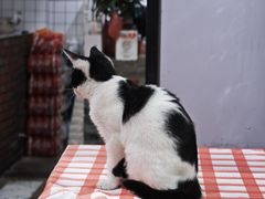 -老方桌烂蹄花川菜馆(九龙坡店)