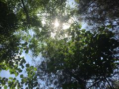 -铁山坪森林公园