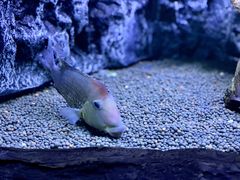 -上海海洋水族馆