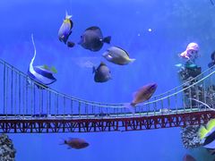 -太平洋海底世界