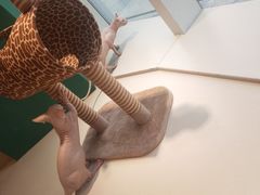 -飞行喵MR PILOT|猫舍·猫咖(静安大融城店)