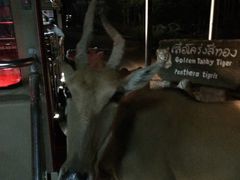 -清迈夜间动物园