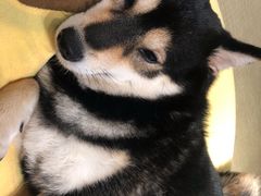 -逗柴咖啡屋·狗咖猫咖宠物桌游