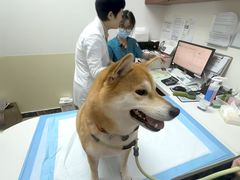 -美联众合动物医院·24h转诊中心