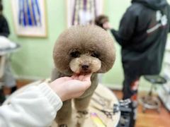 -鑫艺宠物美容培训学校