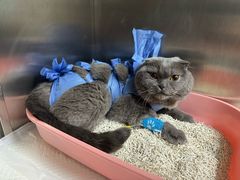 -美联众合动物医院·24h转诊中心