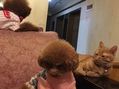 -爱侣宠医·鹦鹉专科·小型哺乳类·异宠专科(灵石路店)