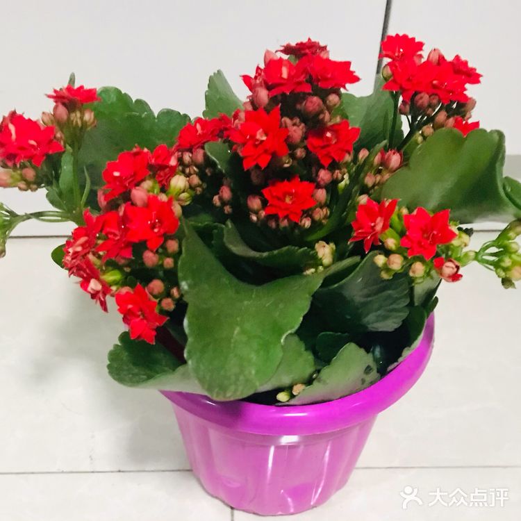              细雨沐春光    花事尽开张