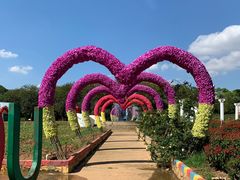 -松山湖梦幻百花洲