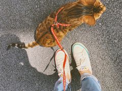 -爱侣·安琦尔宠物医院·中兽医针灸·心内科·狂犬免疫点(宝山区院)