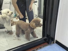 -博特宠物医院24h犬猫全科.骨科·异宠