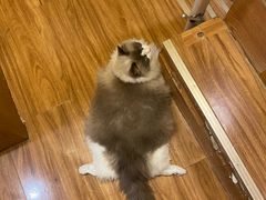 -MOCHA明星猫咖(田子坊店)