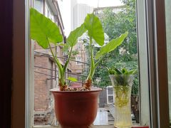 -胖哥料理(兴义里店)