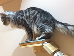 -Pets First伊珊娜洗护·精致美容·家庭式寄养(新会路店)