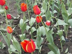 -长春公园(普阳街道)