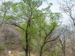 -白水寺森林公园