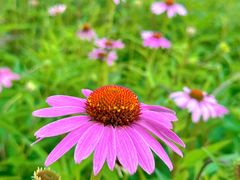 -奉浦四季生态园