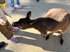 -费瑟代尔野生动物园