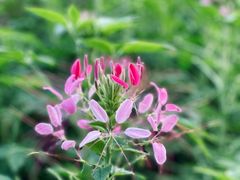 -花开海上生态园