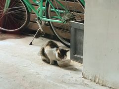 -猫里有甜