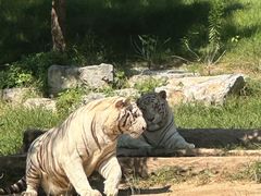 -北京野生动物园