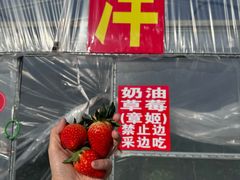 -喜杨洋草莓采摘园