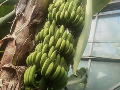 -呀路古热带植物园