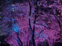 -西北湖绿化广场