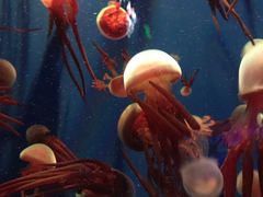 -成都浩海立方海洋公园